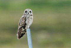 Short-eared Owl